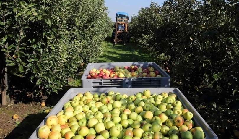 Los Frutales Del Alto Valle