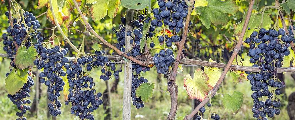 Argentina: Una nueva variedad ideal para "corte" se suma al listado de uvas para vinificar