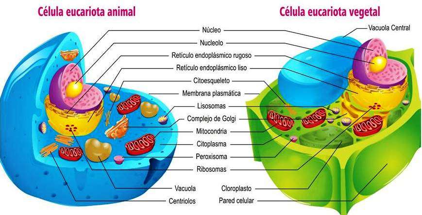 Imagenes De La Celula Animal Y Vegetal Y Sus Partes Para Colorear