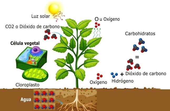 preámbulo descuento Dureza Fotosíntesis: El principal mecanismo de nutrición de las plantas